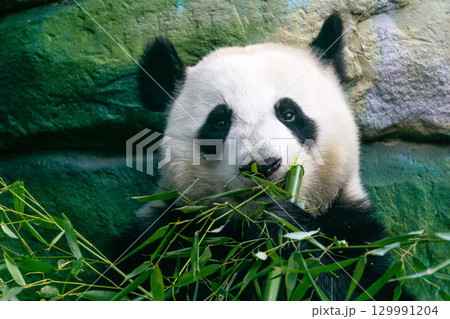 Giant panda eating bamboo, close-up portrait 129991204