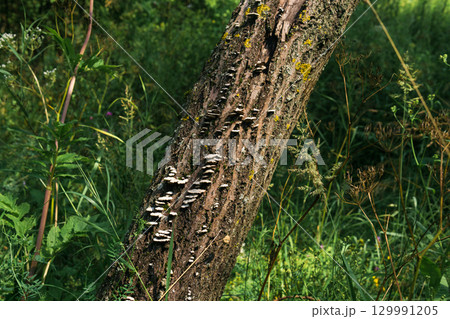 Mushrooms growing on a tree trunk in the forest in summer Mushrooms growing on a tree trunk in the forest in summer 129991205