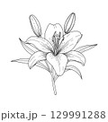 Detailed Lily Flower Vector Line Art Illustration with Bud and Leaves on white background 129991288