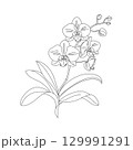 A simple vector line drawing of an orchid flower with detailed petals and leaves. The design features a stem with buds and blossoms, showcasing the elegance of the orchid. 129991291