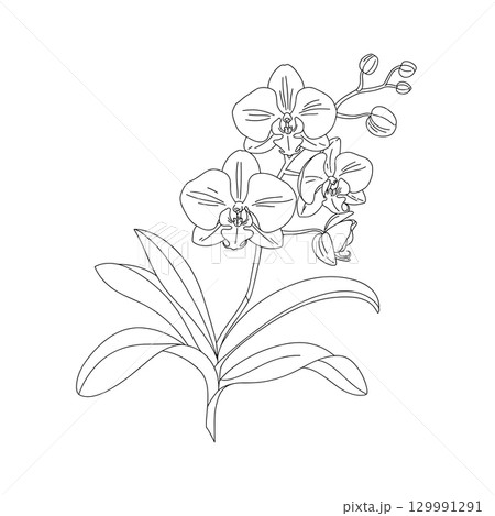 A simple vector line drawing of an orchid flower with detailed petals and leaves. The design features a stem with buds and blossoms, showcasing the elegance of the orchid. 129991291