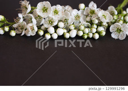 The picture shows white flowers that symbolize the theme of funerals and condolences. 129991296