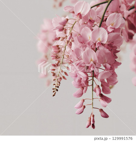Beautiful hanging pink Wisteria blossoms isolated on a white background. 129991576