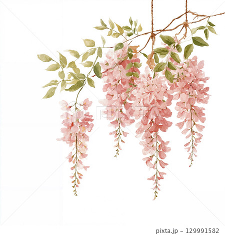 Beautiful hanging pink Wisteria blossoms isolated on a white background. 129991582