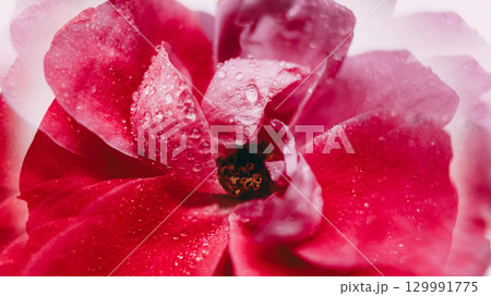 Exotic background. Tropical blossom. Pink purple color rose creative flower transparent droplet motion on abstract flare light art. 129991775