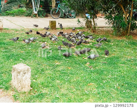 Flock of pigeons feeding on the grass in a park. Wildlife, urban life, ecology and everyday atmosphere in a city environment. 129992178