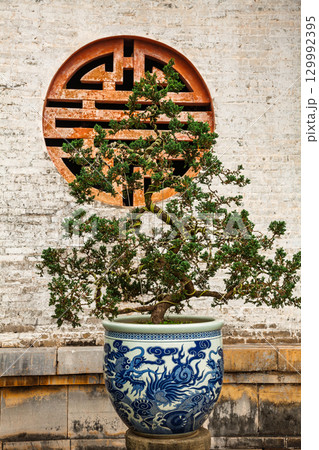 Bonsai tree in ornate blue and white ceramic pot with dragon motif against circular Chinese window Bonsai tree in ornate blue and white ceramic pot with dragon motif against circular Chinese window 129992395