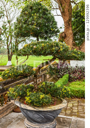 Ornamental potted bonsai-style tree with sculpted foliage in historic garden of Hue Vietnam 129992396