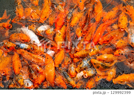 Group of colorful koi fish swimming close together on the surface of a pond 129992399