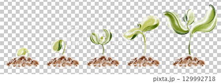 Sequential stages of seedling germination and growth shown in watercolor illustration. Concept of agriculture, gardening, and plant development process on white background. 129992718