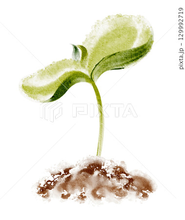 Watercolor illustration of seedling germination stage in soil. Depicts sprout, leaf, seed, and growth cycle. Isolated botanical image for agriculture, ecology, and gardening concepts. 129992719