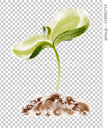 Watercolor illustration of seedling germination stage in soil. Depicts sprout, leaf, seed, and growth cycle. Isolated botanical image for agriculture, ecology, and gardening concepts. 129992719