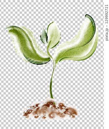 Watercolor illustration of seedling germination stage in soil. Depicts sprout, leaf, seed, and growth cycle. Isolated botanical image for agriculture, ecology, and gardening concepts. 129992721