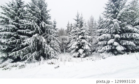 Sunlight on green trees in winter forest. Much snow and ice on the spruce branches in cold weather. Sunlight on green trees in winter forest. Much snow and ice on the spruce branches in cold weather. 129993110