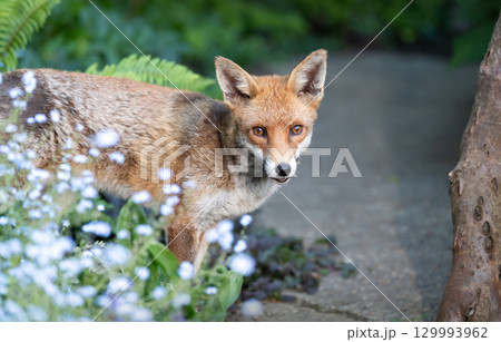 Portrait of a red fox standing in a garden with blue forget-me-not flowers in the foreground 129993962