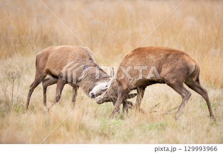 Two red deer stags fighting during rut in autumn Two red deer stags fighting during rut in autumn 129993966