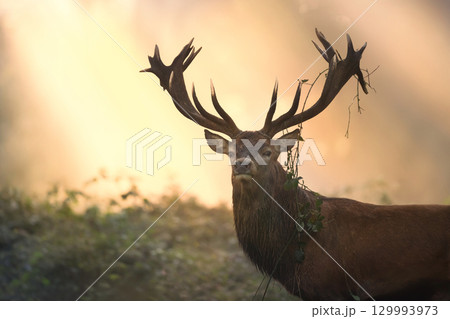 Portrait of a majestic red deer stag with large antlers during the rut on a foggy autumn morning Portrait of a majestic red deer stag with large antlers during the rut on a foggy autumn morning 129993973