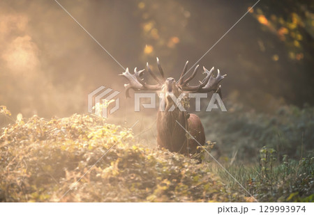 Majestic red deer stag with large antlers calling during the rut on a misty autumn morning 129993974