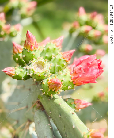 Opuntia or prickly pear cactus branch with pink buds and open flowers. Botany, nature, growth and observation of blooming flora in outdoor environment. 129994413