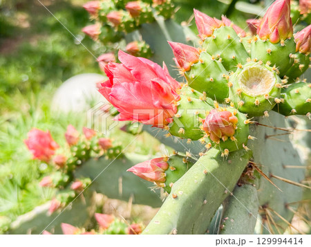 Opuntia or prickly pear cactus branch with pink buds and open flowers. Botany, nature, growth and observation of blooming flora in outdoor environment. Opuntia or prickly pear cactus branch with pink buds and open flowers. Botany, nature, growth and observation of blooming flora in outdoor environment. 129994414