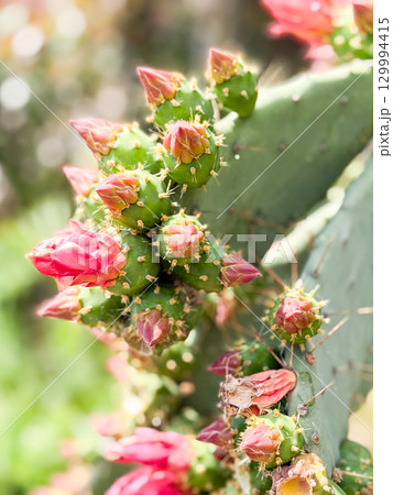 Opuntia or prickly pear cactus. Closeup of cactus with clustered buds and blossoms. Nature, botany, flora and observation of blooming growth in outdoor habitat. 129994415