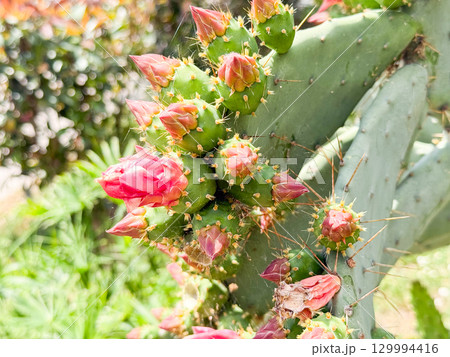 Opuntia or prickly pear cactus. Closeup of cactus with clustered buds and blossoms. Nature, botany, flora and observation of blooming growth in outdoor habitat. 129994416