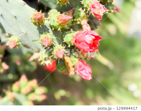 Opuntia or prickly pear cactus branch with pink buds and open flowers. Botany, nature, growth and observation of blooming flora in outdoor environment. 129994417