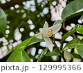 ゆずの花 129995366