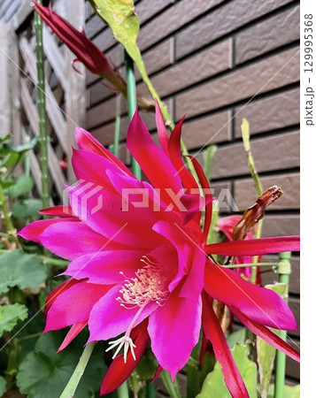 クジャクサボテンの花 129995368