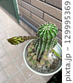 サボテンの花のつぼみ 129995369