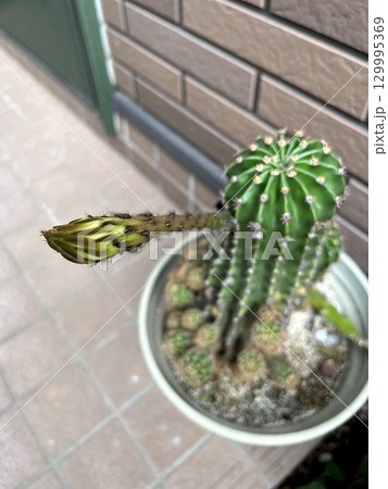 サボテンの花のつぼみ 129995369