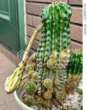サボテンの花のつぼみ 129995370