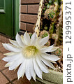 サボテンの花 129995371