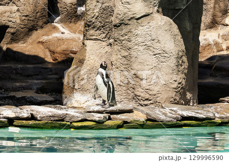 Penguin bird is resting on sand rocky beach near water. Penguin animal in zoo. Penguin bird is resting on sand rocky beach near water. Penguin animal in zoo. 129996590