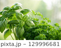 basil leaves in the garden 129996681