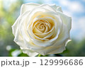 single white rose in the garden 129996686