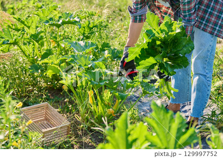 Female cutting old zucchini squash leaves with garden shears, airing, care, prevention 129997752