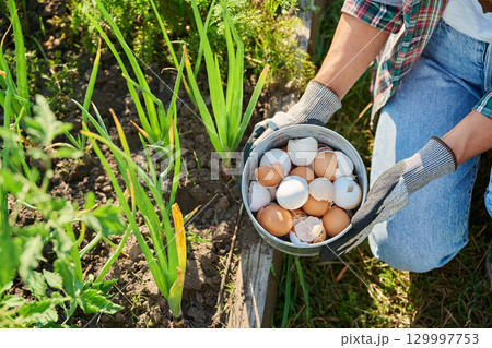 Fertilizing onion plants with eggshells, outdoor kitchen vegetable garden 129997753