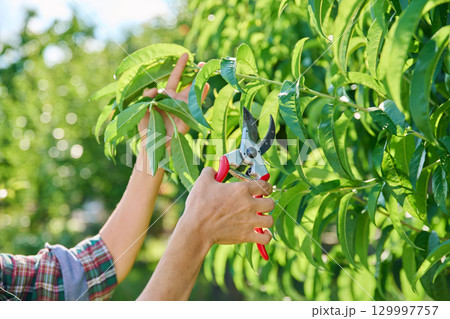 Female gardener with pruning shears pruning peach tree in the garden 129997757