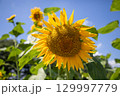 ヒマワリ 129997779
