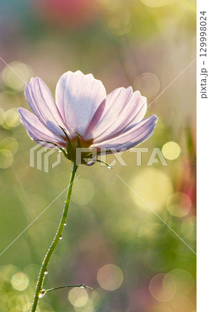 朝露と逆光に輝く淡いコスモス 129998024
