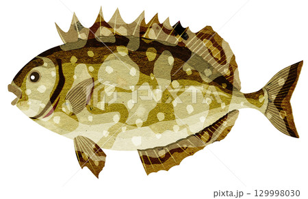 刺身に美味しい海水魚アイゴの貼り絵切り絵イラスト 129998030