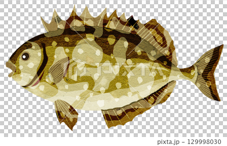 刺身に美味しい海水魚アイゴの貼り絵切り絵イラスト 129998030