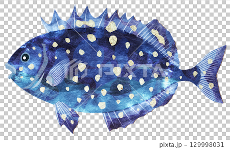 可愛い顔の危険魚アイゴの切り絵貼り絵イラスト 129998031