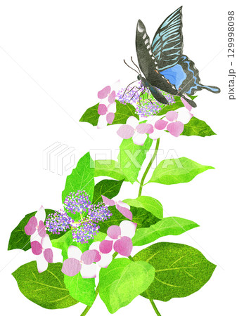 梅雨の晴れ間にアジサイに止まる蝶の切り絵貼り絵イラスト 129998098