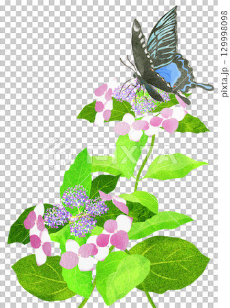 梅雨の晴れ間にアジサイに止まる蝶の切り絵貼り絵イラスト 129998098