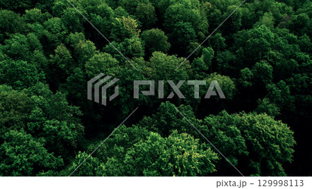 A dense green deciduous forest from a bird's eye view. Panorama 129998113