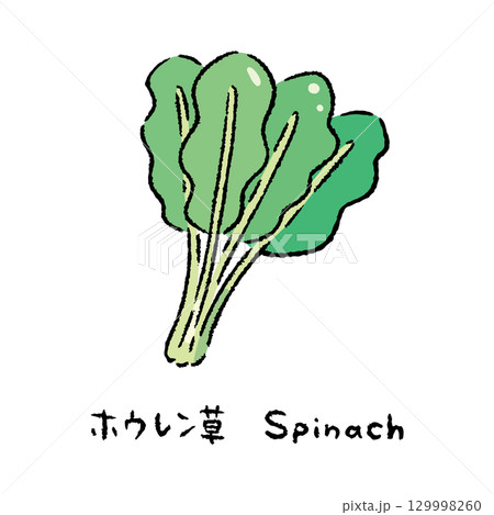 手描きのほうれん草2_名称入 129998260