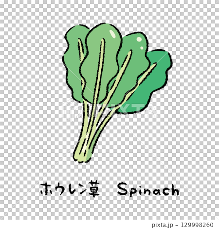 手描きのほうれん草2_名称入 129998260