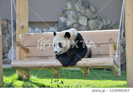 ブランコの上でくつろぐ永浜 129998367